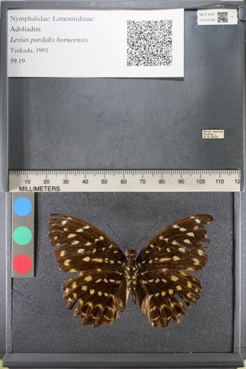 Media type: image;   Entomology 141249